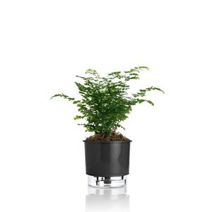 Vaso Autoirrigável Preto - Nº03