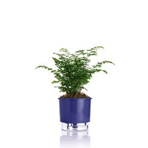 Vaso Autoirrigável Azul Escuro - Nº03