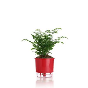 Vaso Autoirrigável Vermelho - Nº03