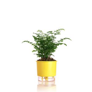 Vaso Autoirrigável Amarelo - Nº03