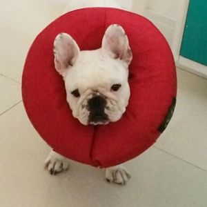 Pet Couture Pro Colar M