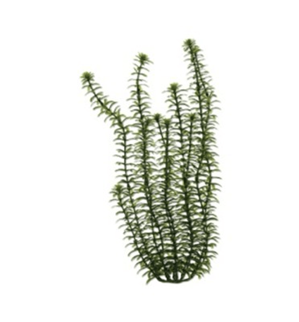 Planta-Plastica-Ww-Anacharis-9----23Cm