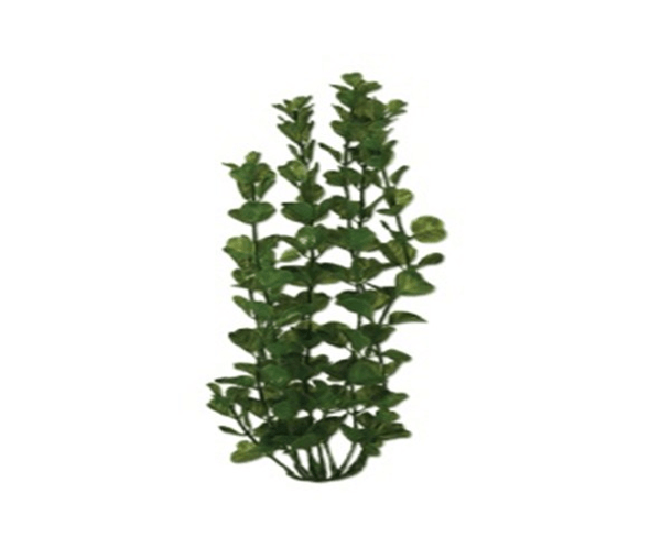 Planta-Plastica-Ww-Moneywort-9----23Cm