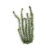 Planta-Plastica-Ww-Anacharis-9----23Cm