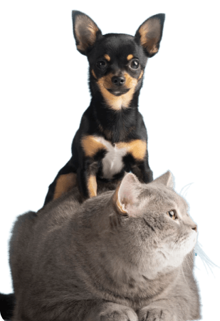 Toca Pet - Xadrez Prata - Amour Pet - 47x56cm - Quem ama Pets escolhe Amour  Pet
